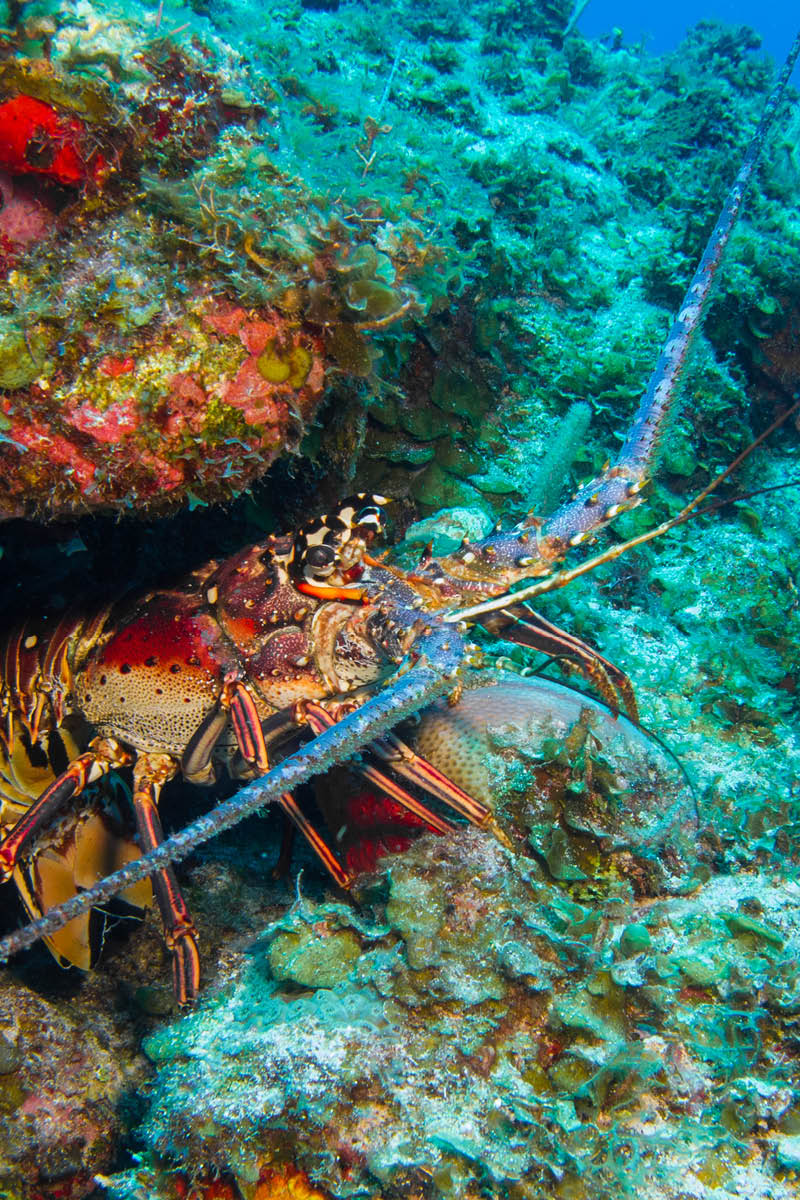 Spiny lobster from the caribbean reefs