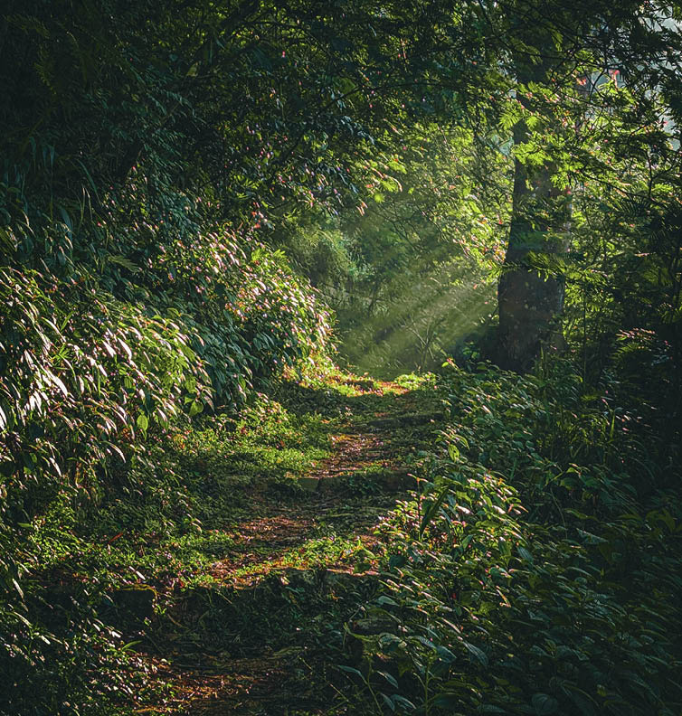 Calming view of the entry path of Pekoe Trail Sri Lanka. Pekoe trail is a trail that runs through Sri Lankan Hill country and this is the starting point of the trail. shot on 2024.02.23 in Kandy SL.