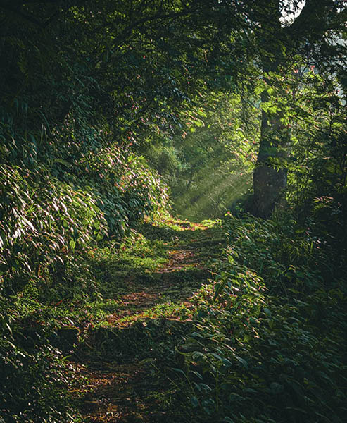 Calming view of the entry path of Pekoe Trail Sri Lanka. Pekoe trail is a trail that runs through Sri Lankan Hill country and this is the starting point of the trail. shot on 2024.02.23 in Kandy SL.