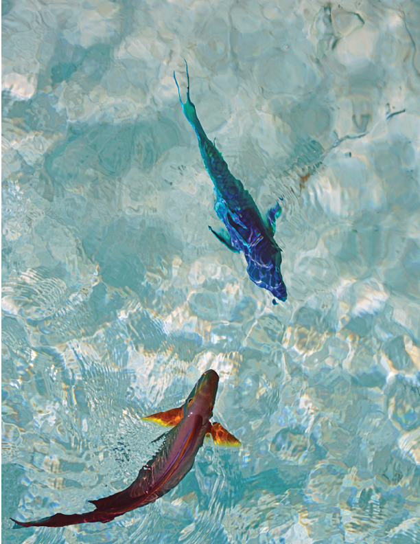Underwater view of a multicolor parrotfish in the Caribbean Sea