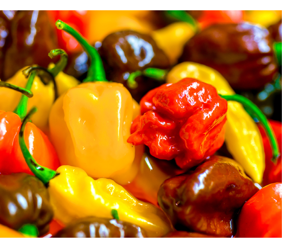 Different variety of hot peppers - a bunch of chilies. Hot pepper Sarit Gat, Red Cherry, Cayenne, Serrano, Caribbean Habanero Orange, Jalapeno, Fatalii Yellow, Trinidad Scorpion Moruga and chili.