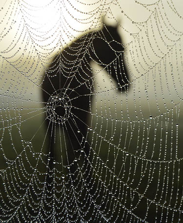 Dewy spider web in horse's pasture