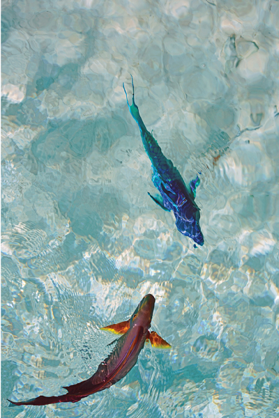 Underwater view of a multicolor parrotfish in the Caribbean Sea