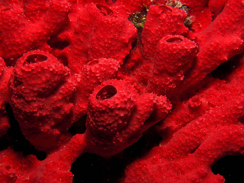 Sponge colony, U.S. Virgin Islands