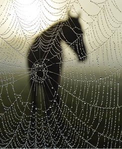 Dewy spider web in horse's pasture