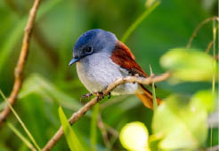 bird the virgin of reunio island