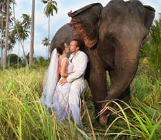 beautiful couple with elephant inwedding dress
