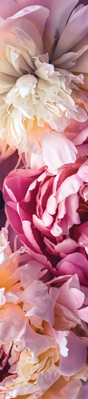 Pink peony flowers as floral art background, botanical flatlay and luxury branding design